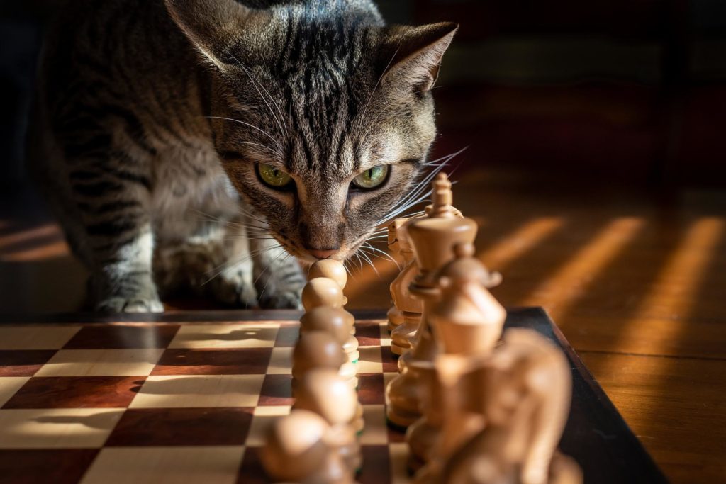 Reassess Your Chess Improve Your Game With Our Guide 